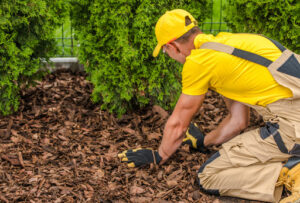 A landscaper in a yellow shirt and hat arranges mulch around a tree. All businesses with landscaping waste in Massachusetts need to handle landscaping disposal correctly. 
